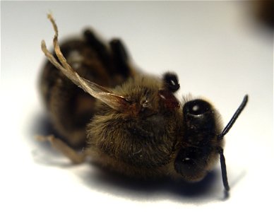 Honey bee with Deformed Wing Virus and Varroa destructor on her torso