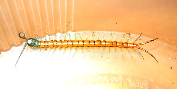 Scolopendra subspinipes - young specimen from Barbados photo