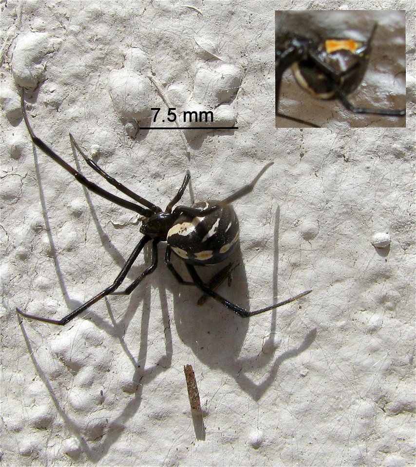 Latrodectus hesperus (Western Black Widow Spider) Immature Female
