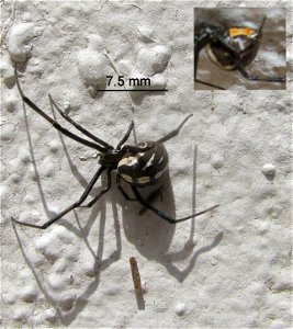 Latrodectus hesperus (Western Black Widow Spider) Immature Female photo