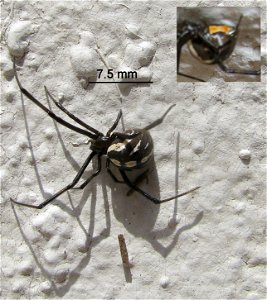 Latrodectus hesperus (Western Black Widow Spider) Immature Female