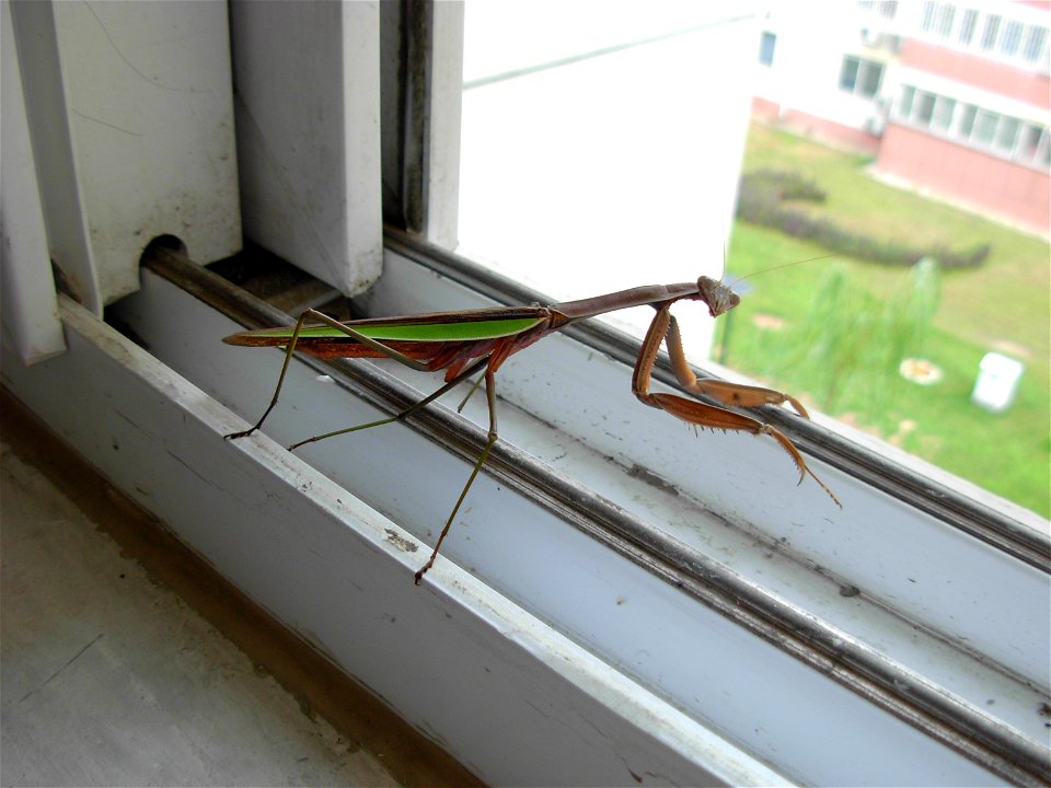 A brown and green colored mantis. Found early in the morning at my back window