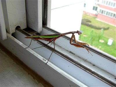 A brown and green colored mantis. Found early in the morning at my back window photo