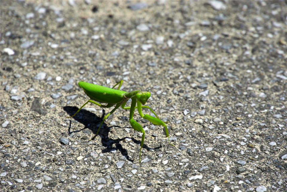 Japanese Giant Mantis, or Chinese Mantis