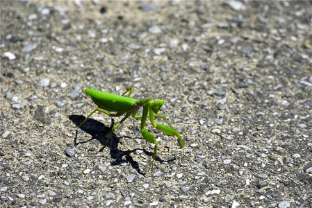 Japanese Giant Mantis, or Chinese Mantis photo