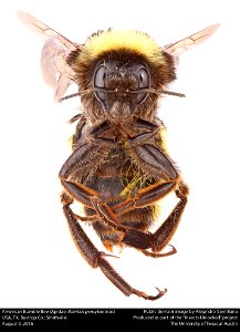 USA, TX, Bastrop Co.: Smithville 3-viii-2016






This image was created as part of the Insects Unlocked project at the University of Texas at Austin.
Based in the UT insect collection at Brackenridg