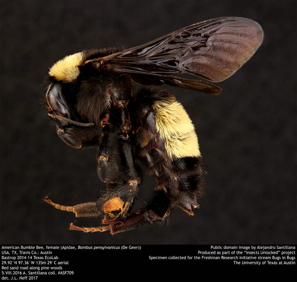 American Bumble Bee, female (Apidae, Bombus pensylvanicus (De Geer))
USA, TX, Travis Co.: Austin
Bastrop 2014-14 Texas EcoLab
29.92Â°N 97.36Â°W 135m 29Â°C aerial
Red sand road along pine woods
5.VIII.
