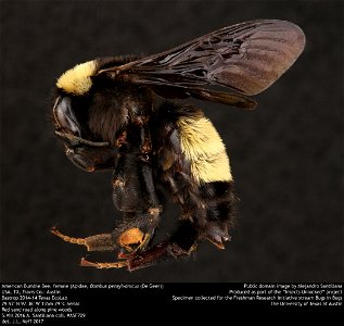 American Bumble Bee, female (Apidae, Bombus pensylvanicus (De Geer)) USA, TX, Travis Co.: Austin Bastrop 2014-14 Texas EcoLab 29.92Â°N 97.36Â°W 135m 29Â°C aerial Red sand road along pine woods 5.VIII. photo