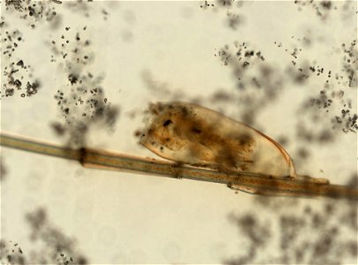 PRESERVED_SPECIMEN; ; ; microslide; ; IZ number 93592; lot count 1; Microslide 01, balsam, whole mount; egg;