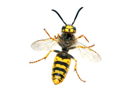 A wasp found in much of Earth's Northern Hemisphere is the It is native to Europe, temperate Asia and northern Africa. The specimen in the picture is a fully grown worker (female) with a length (head photo