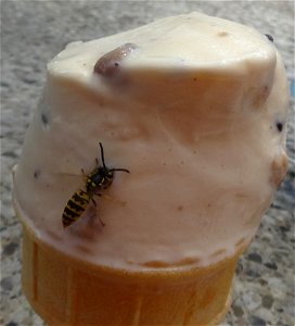 A small wasp shares my lunch, 2020 07 29 -a
