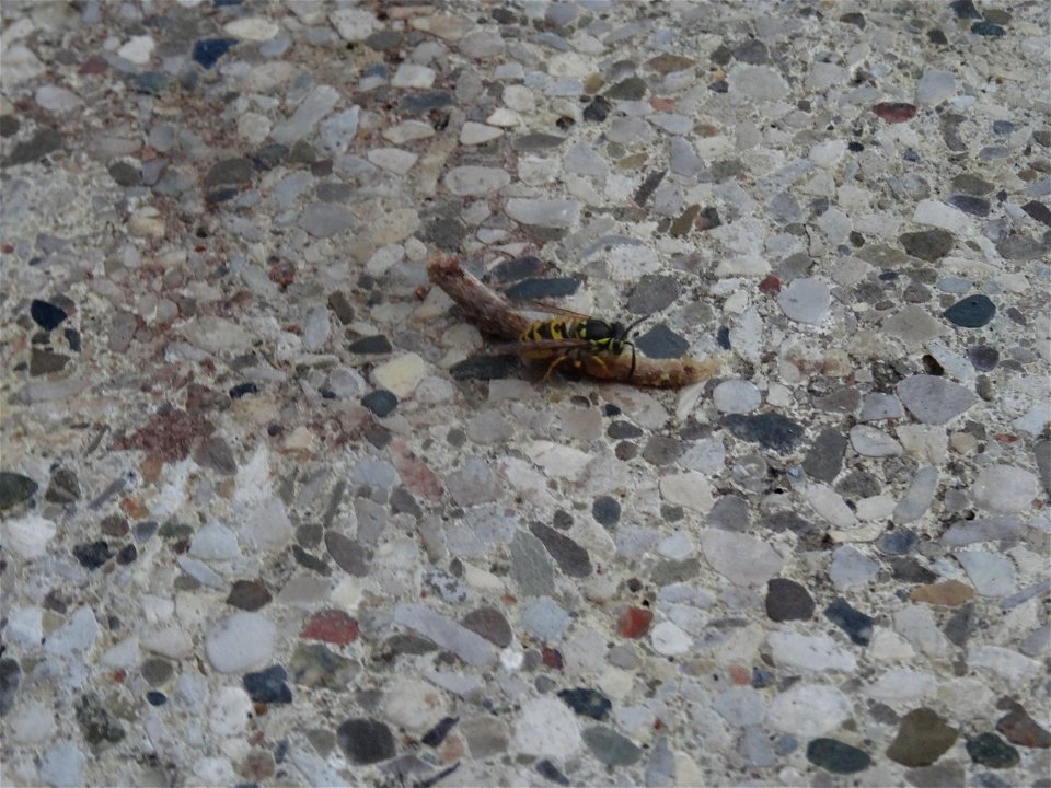A small wasp shares my lunch, 2020 07 29 -c