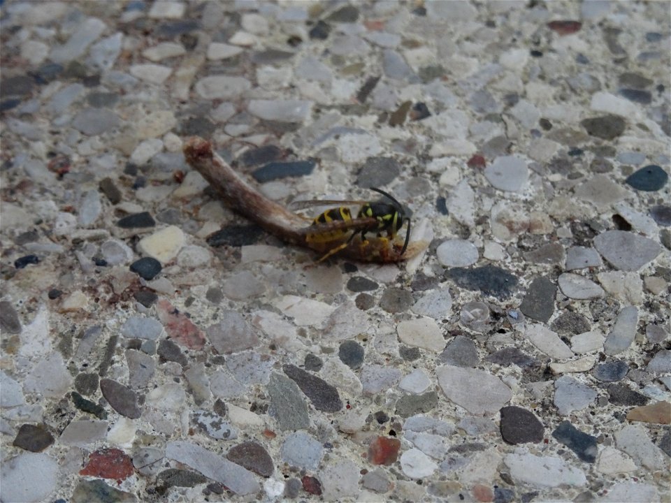 A small wasp shares my lunch, 2020 07 29 -e