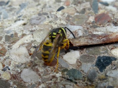 A small wasp shares my lunch, 2020 07 29 -p photo