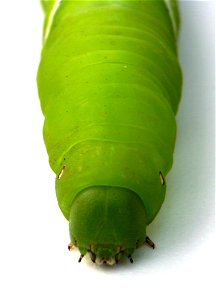 Tobacco hornworm (Manduca sexta) photo