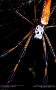 USA, TX, Galveston Co.: High Island
Boy Scout Woods Sanctuary

1-x-2016
