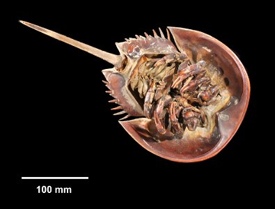 PRESERVED_SPECIMEN; ; ; dry; HYPOTYPE. See: Lamsdell, James. 2015. Tachypleus syriacus (Woodward) - a sexually dimorphic Cretaceous crown limulid reveals underestimated horseshoe crab diverg photo