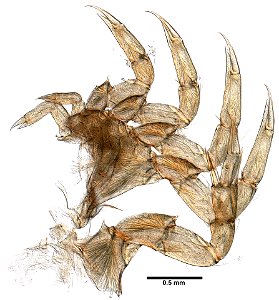 PRESERVED_SPECIMEN; ; ; microslide; Det. by: Daniel J. Drew; CSBR Slide Grant Image 2015; IZ number 76994; lot count 1; Microslide 01, balsam, whole mount; Microslide 02, balsam, appendage(s photo