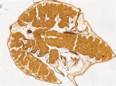 PRESERVED_SPECIMEN; ; ; microslide; ; IZ number 98243; lot count 1; Microslide 01, balsam, frontal section; Microslide 02, balsam, frontal section; other number E; photo