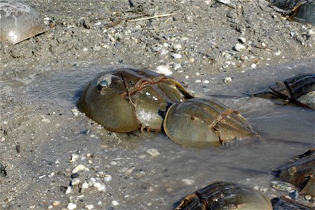 Image title: Pair of mating horseshoe crabs limus polyphemus Image from Public domain images website, http://www.public-domain-image.com/full-image/fauna-animals-public-domain-images-pictures/crabs-an photo