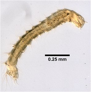 PRESERVED_SPECIMEN; ; LARVA; microslide; ; IZ number 99582; lot count 1; Microslide 01, balsam, whole mount; larva; photo