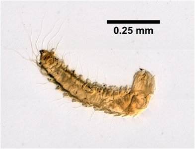 PRESERVED_SPECIMEN; ; LARVA; microslide; ; IZ number 99582; lot count 1; Microslide 01, balsam, whole mount; larva; photo