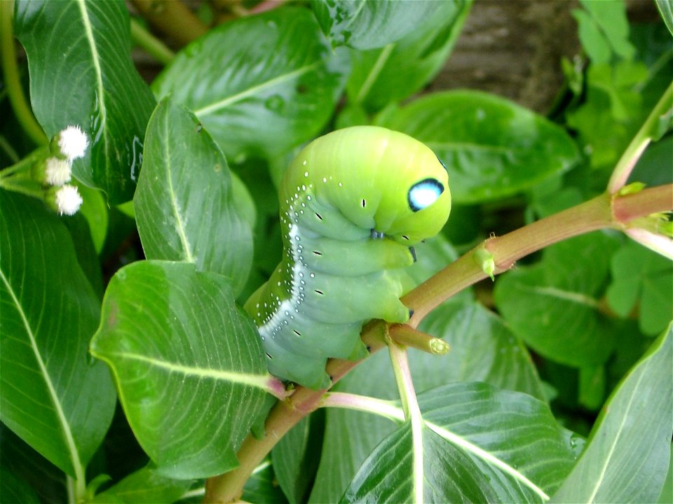 The larva of an oleander hawk moth, taken in Tak province, northwestern Thailand.