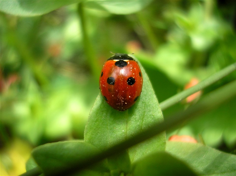 Coccinella septempunctata