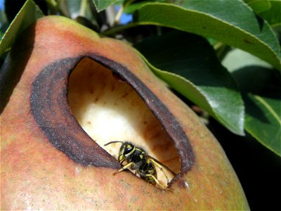Vespula vulgaris