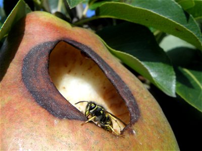 Vespula vulgaris photo