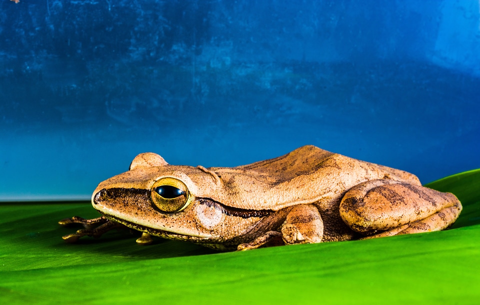 Anuran frog amphibians