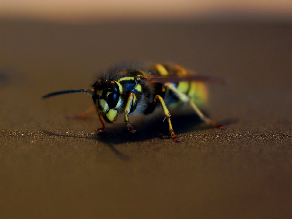 Common wasp Vespula vulgaris.