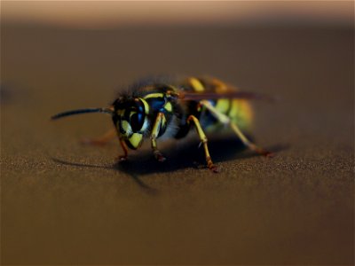 Common wasp Vespula vulgaris. photo