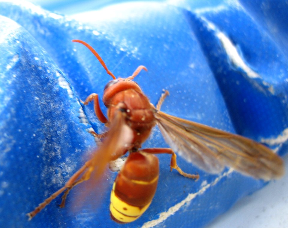 Orientalische Hornisse (Vespa orientalis) in Side, Region Antalya, Türkei