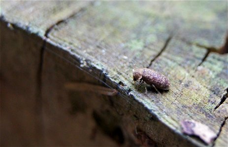 Death watch beetle (Xestobium rufovillosum) at lt:Punios šilas