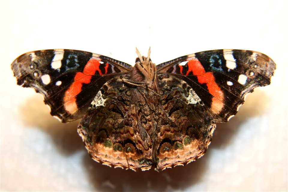 The under side of a Vanessa atalanta in the Enos collection.