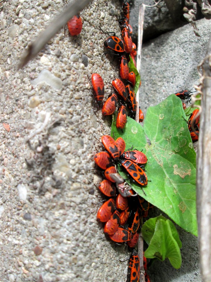 Gemeine Feuerwanze (Pyrrhocoris apterus) in Brebach-Fechingen photo