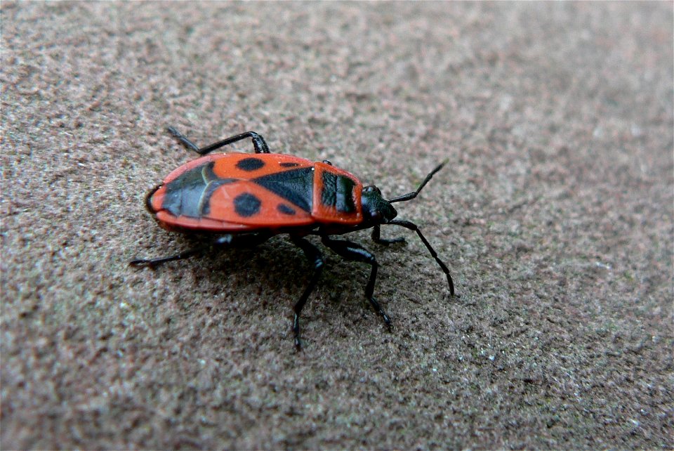 : Feuerwanze (Pyrrhocoris apterus)

Ort: Bad Soden, Hessen, Germany
Fotograf: Olaf Mertens, 26.05.2005
