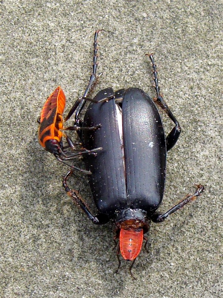 Kowal bezskrzydły Pyrrhocoris apterus - odżywianie photo