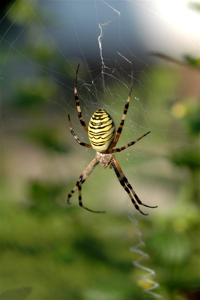 Argiope bruennichi

Tiger oder Wespenspinne