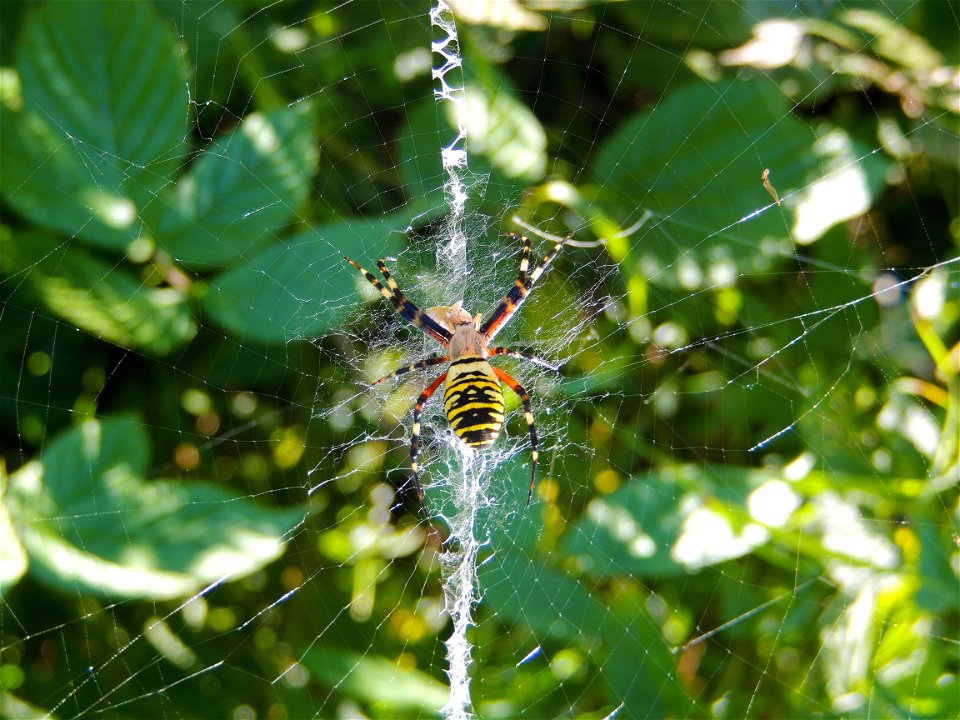 Arachnidé coloré sur sa toile .