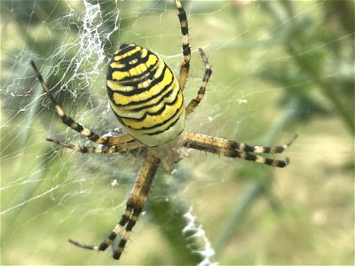 Wasp Spider (Argiope bruennichi) photo