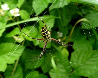 The wasp spider, Ukraine photo