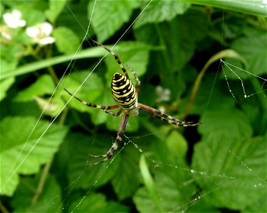 The wasp spider, Ukraine