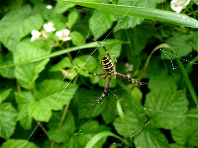 The wasp spider, Ukraine photo