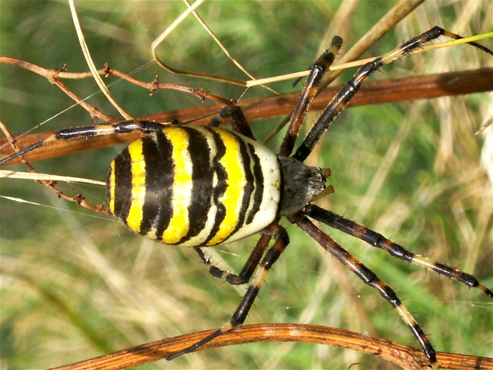 samička křižáka pruhovaného (Argiope bruennichi),Staré vinice, obec Havraníky, okres Znojmo