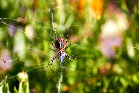 Wespenspinne in ihrem Netz, mit Beute, Körper von unten