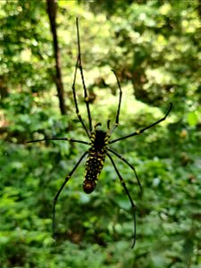 Giant wood spider Nephila pilipes in the Anamalai Hills, India