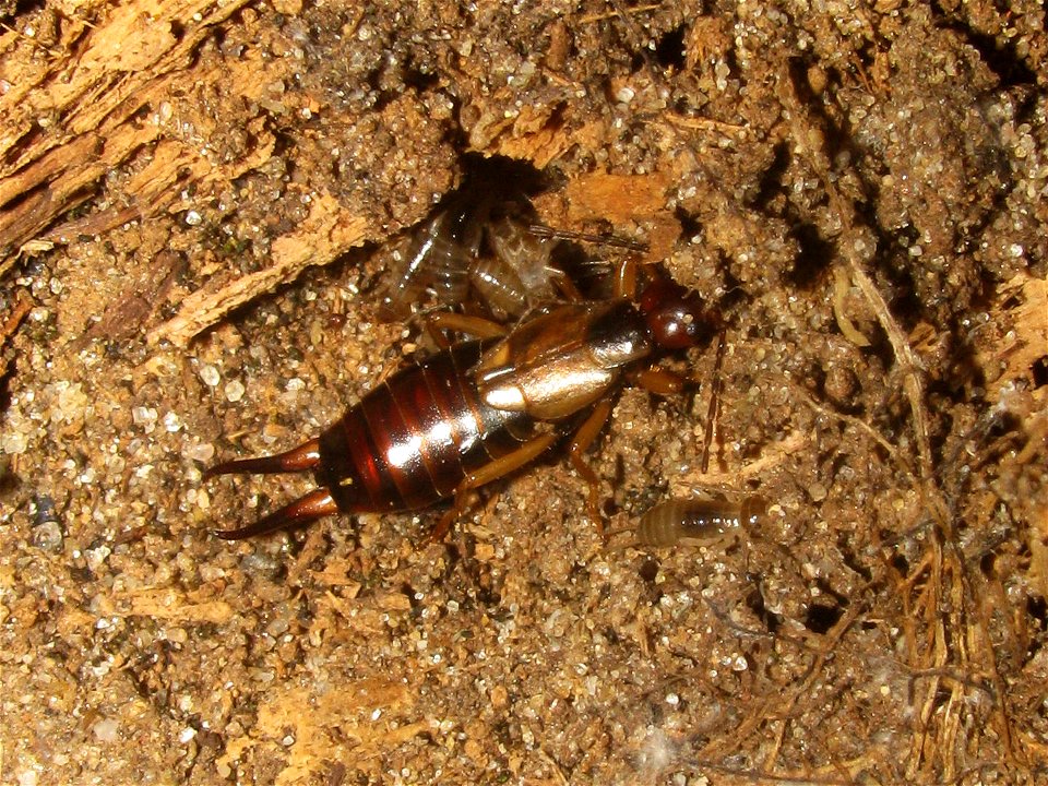 Series of mother and nymphs of earwig species Forficula_auricularia Location: Bouxweerd near Neer, Netherlands Keywords: Common Earwig Brood Care Larva Larvae photo