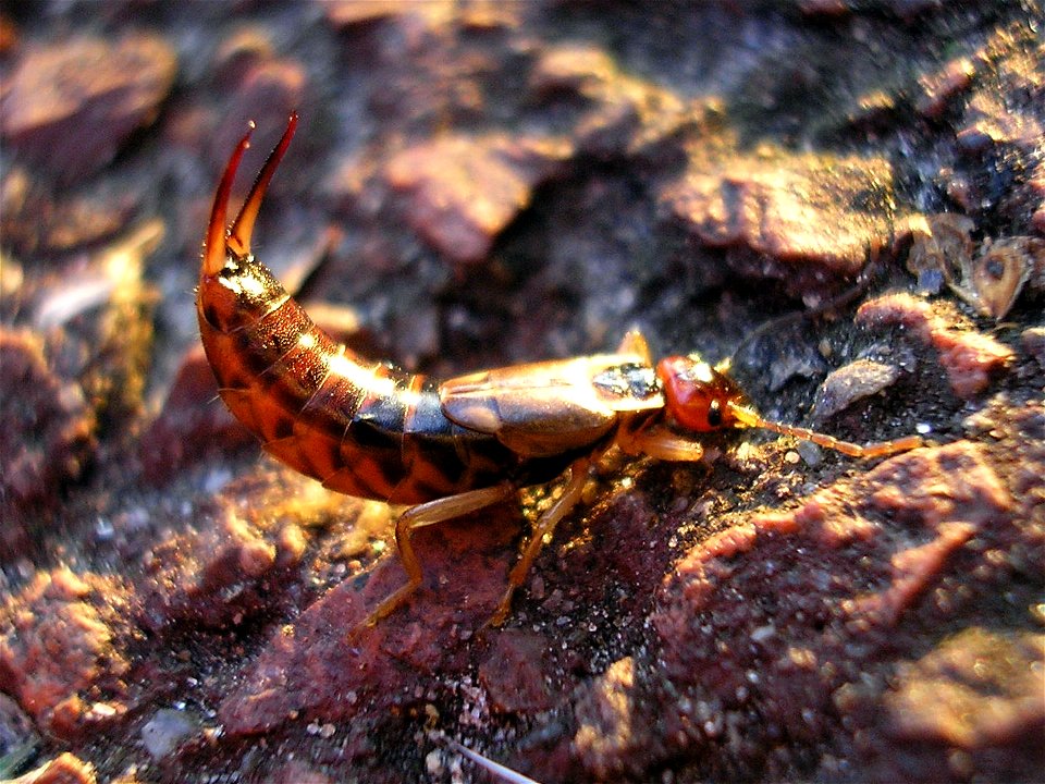 Female Earwig of species Forficula auricularia in defensive pose Location: Hengelo (Overijssel), Netherlands photo